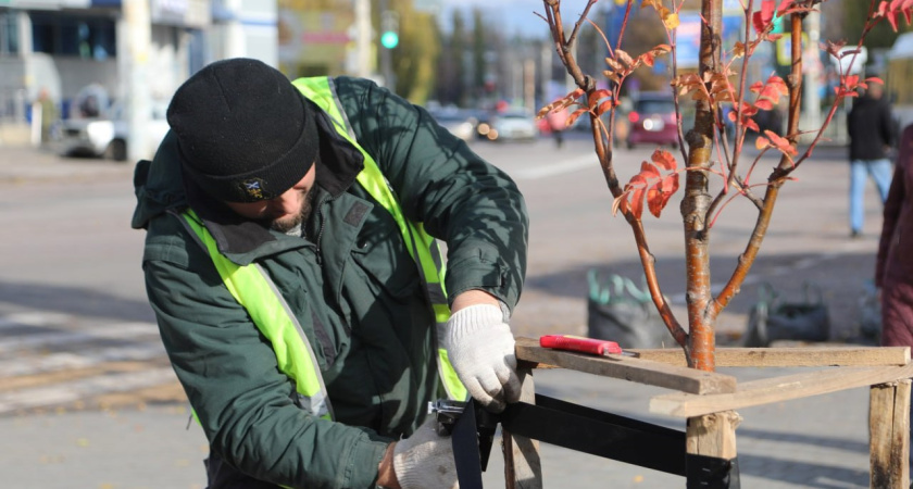 По всему Воронежу высаживают новые лиственные деревья
