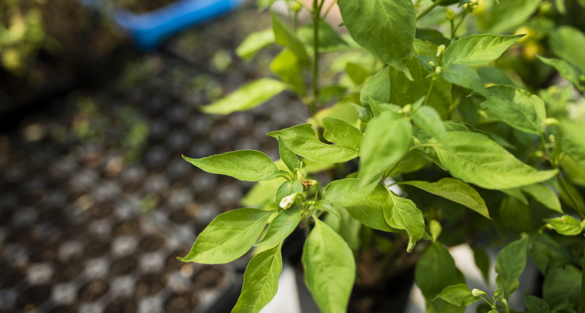 Не просто красивые: 3 сорта мелкого перца, от которых вы будете в восторге