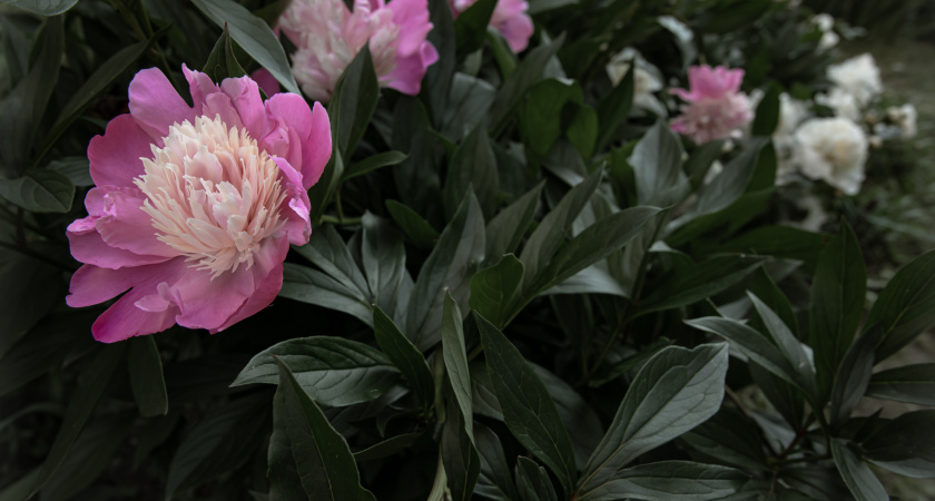 Ищете пионы для переднего плана - обратите внимание на эти компактные сорта