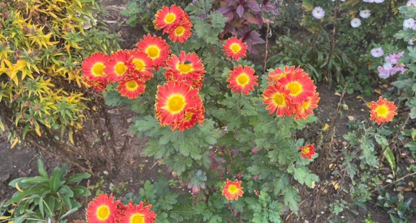 Забудьте про унылые грядки: как превратить огород в цветущий сад со смыслом - 10 растений для красивого и полезного огорода