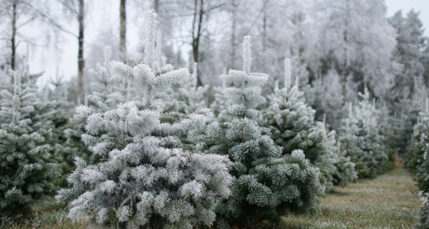 Не укрывайте хвойные на зиму слишком рано: почему растения гибнут весной, а не зимой - эксперт рассказываю о главной ошибке