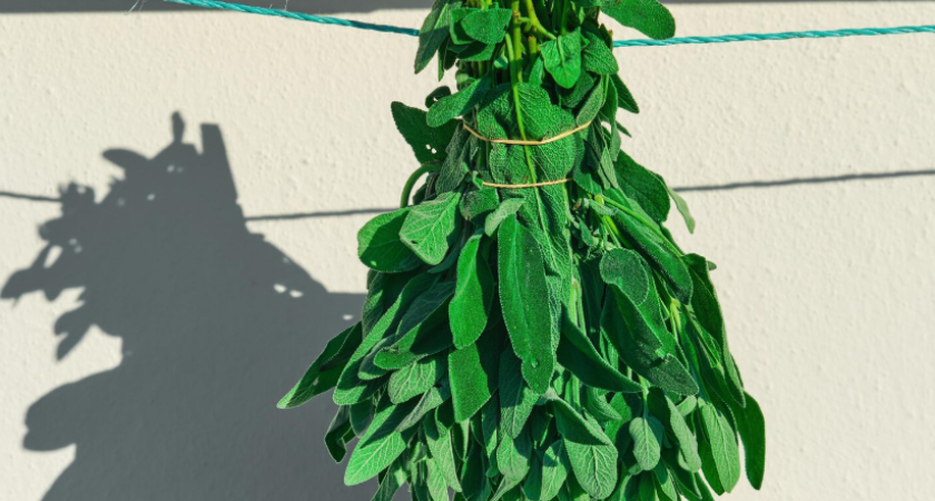 Лавровый лист на подоконнике: как вырастить вечнозеленую приправу и очистить воздух