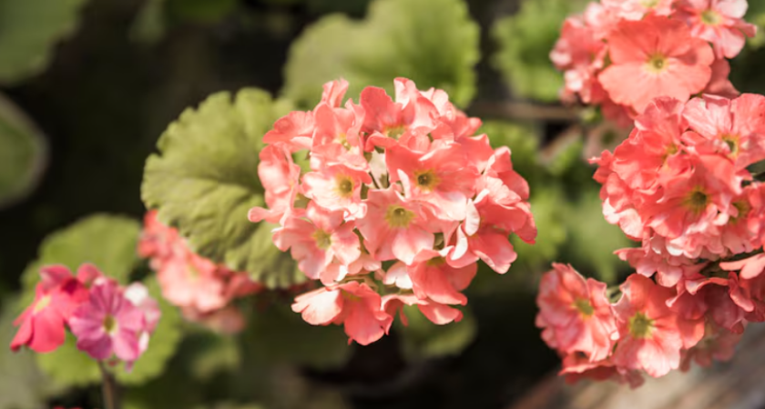 Уход за геранью зимой - как летом: делаю раствор из 2 компонентов и цветы в идеальном состоянии всегда