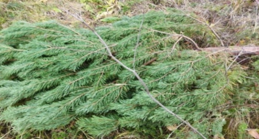 В Новохопёрском лесничестве задержали «новогодних» лесорубов за спил 24 молодых сосен