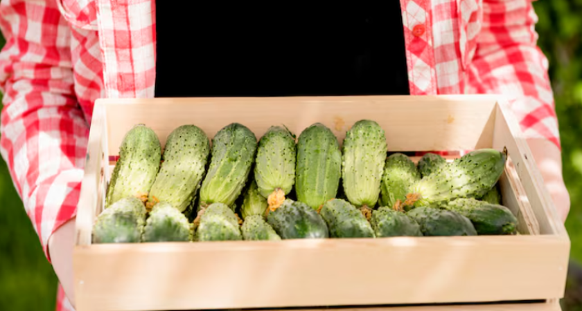 Собираю огурцы мешками, секрет всего лишь в новом сорте