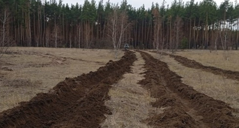 В Воронежской области подготовили 1412 гектаров лесных участков для весенней посадки