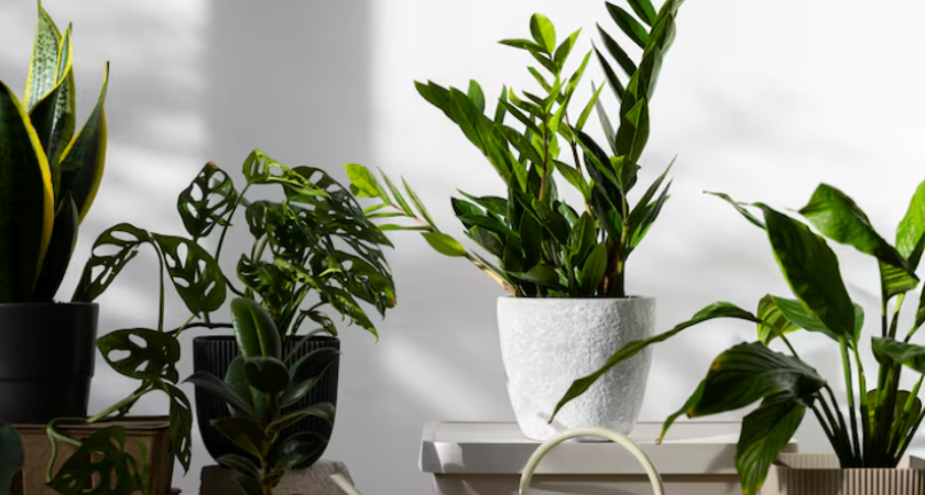 Кормлю комнатные цветы отходами с кухни. Через 2 недели они цветут без перерыва