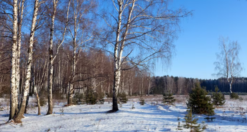Зимний эксперимент. Центральная Россия встречает декабрь без снежного покрова