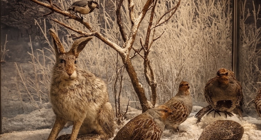 В Воронежском краеведческом музее открывается экспозиция «Круговорот сезонов. Фауна Воронежского края»