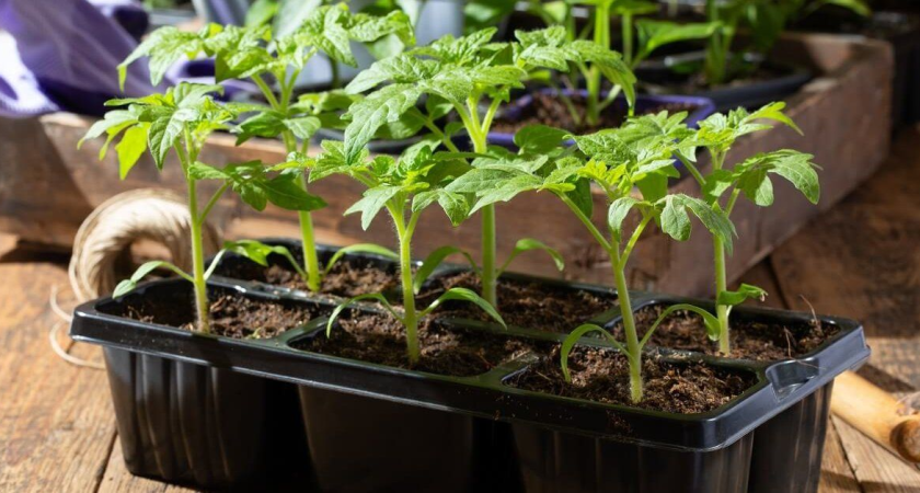 Как посадить томаты позже, а урожай получить раньше: 3 действенных способа