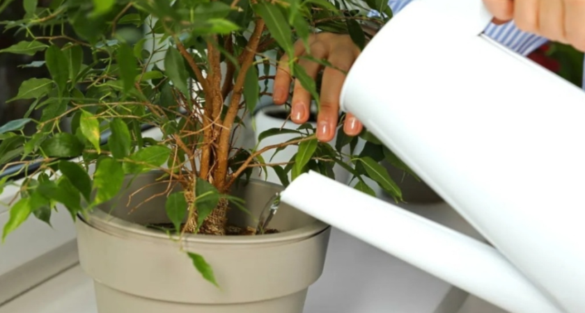 Подкармливаю комнатный фикус зимой удобрением. Крона густеет за 2 недели