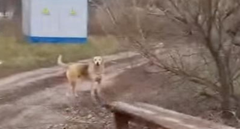 Глава Следственного комитета потребовал отчёт по делу о бездомных собаках в Воронеже