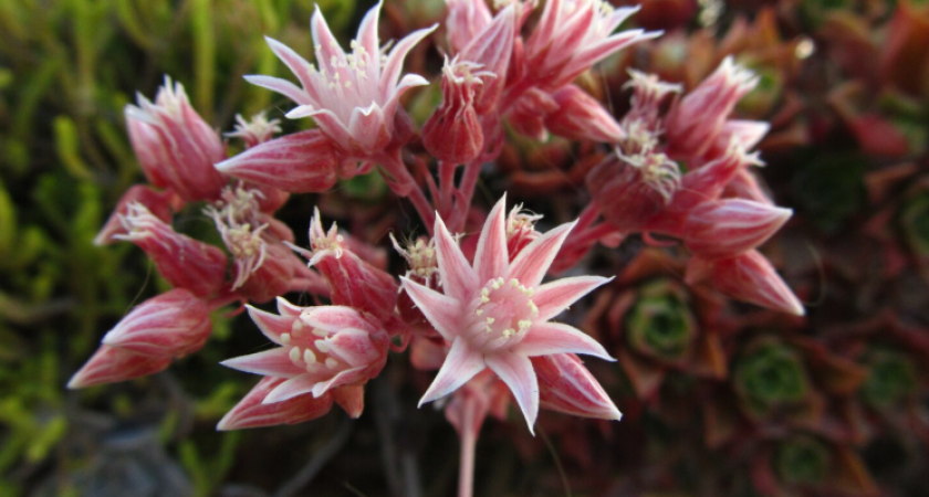 Холодный шок для декабриста: простая процедура для пышного зимнего цветения