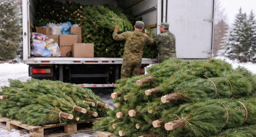 Новогодние сосны от воронежских лесников передали нуждающимся семьям и соцучреждениям