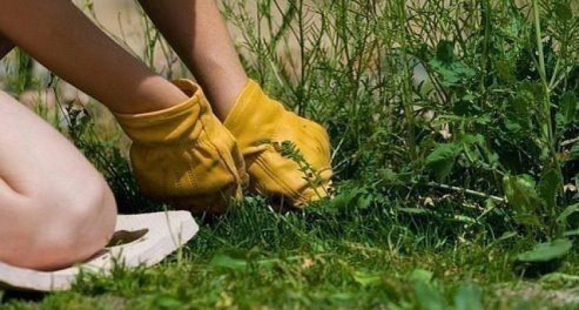 Сорняки без химии: 7 проверенных способов для ленивых и умных огородников