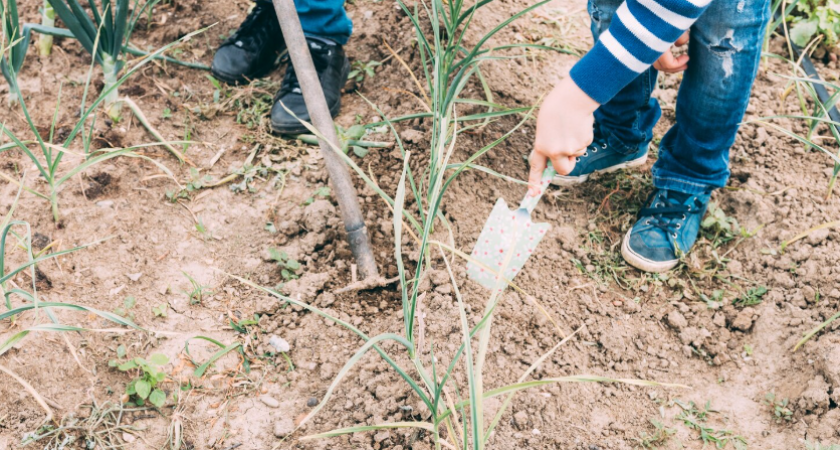 Бросил копать участок 4 года назад. Урожай вырос в 2 раза без особых усилий