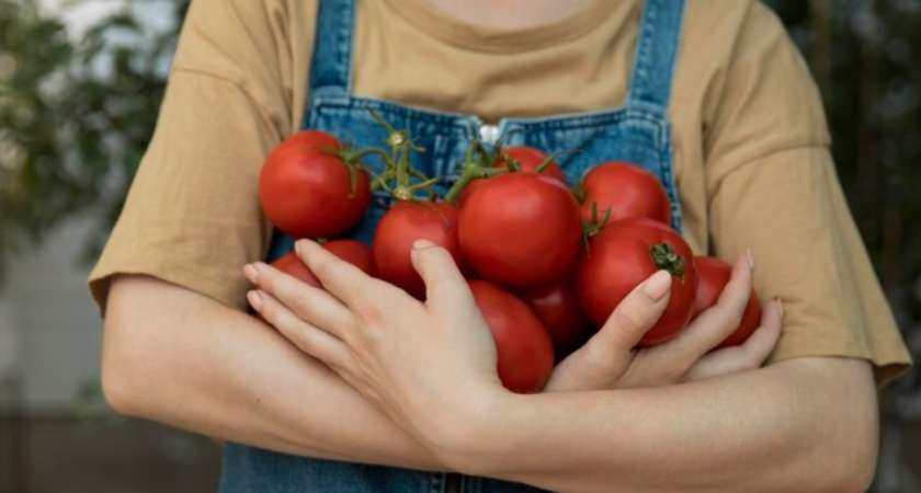 Собрал 3 кг помидоров с куста вместо обещанных 15. Эти 5 сортов не подводят никогда