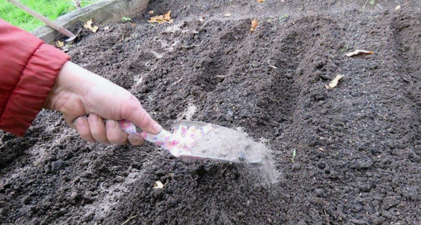 5 овощей, которые я высаживаю под зиму уже 15 лет. Весной собираю урожай на месяц раньше всех