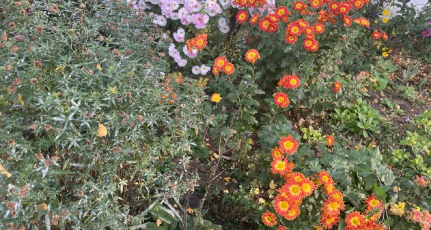 Сажайте сразу в землю: 12 цветов, которые не нужно выращивать на подоконнике