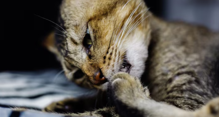 Мокрый нос у кошки: признак здоровья или скрытая проблема?