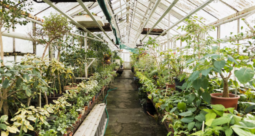 Почему опытные садоводы ставят в теплицу банку со свечой не для тепла