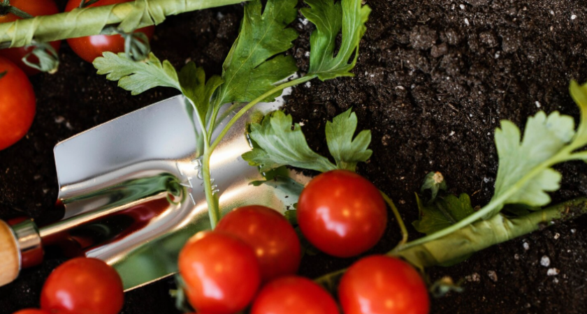 Не просто высокоурожайные: томаты, которые выбирают знающие дачники. Секрет — во вкусе и надежности