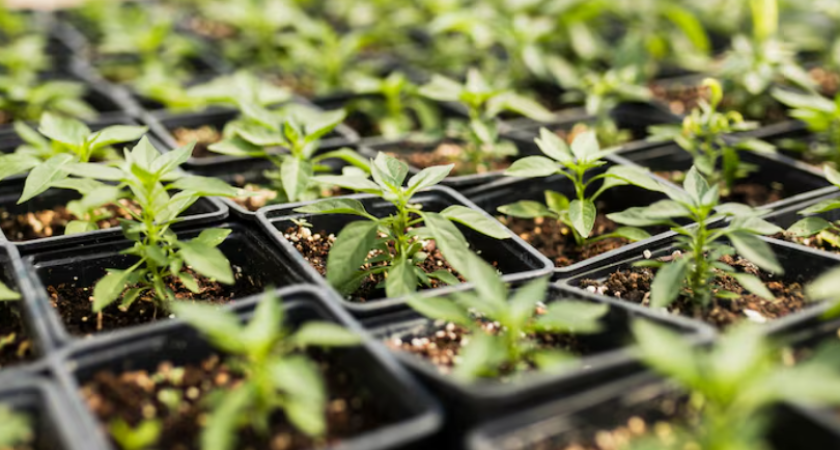 Как губка для посуды спасает рассаду перцев: забытый принцип проращивания
