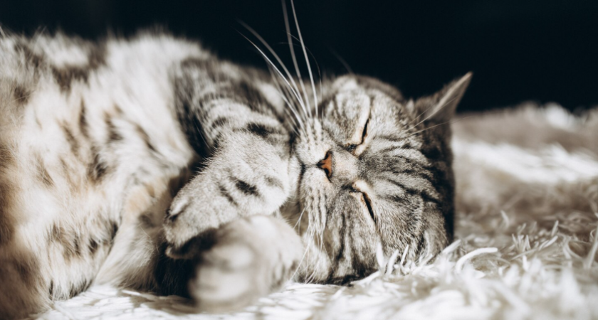 Ваша кошка вас любит? Настоящие признаки — не те, о которых вы думают