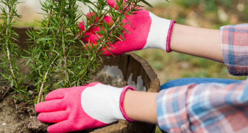Возьмите гвоздь для дерева: улучшите урожайность садовых растений