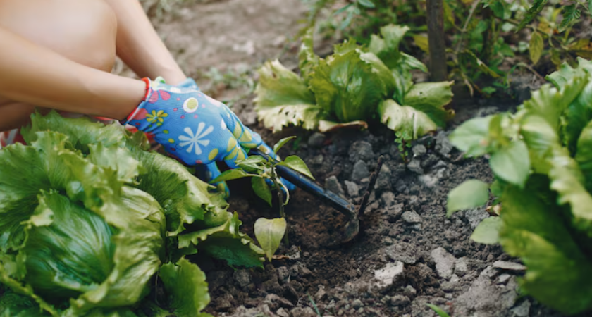 Не вините сорт или погоду. Если урожай скудеет, причина часто в земле