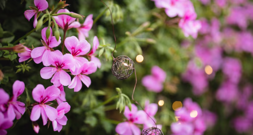 Вейгела, которая цветёт всё лето. Как один куст меняет сад