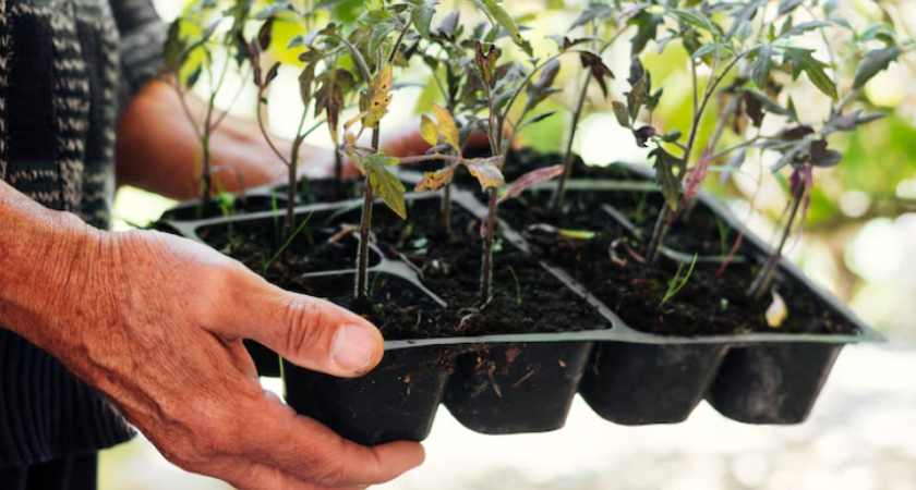 Посеяли перец в феврале? Проверьте, не переросла ли рассада