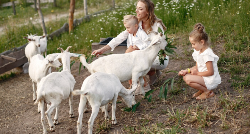Три недели с козами и свиньями: почему из деревни бегут даже те, кто туда рвался