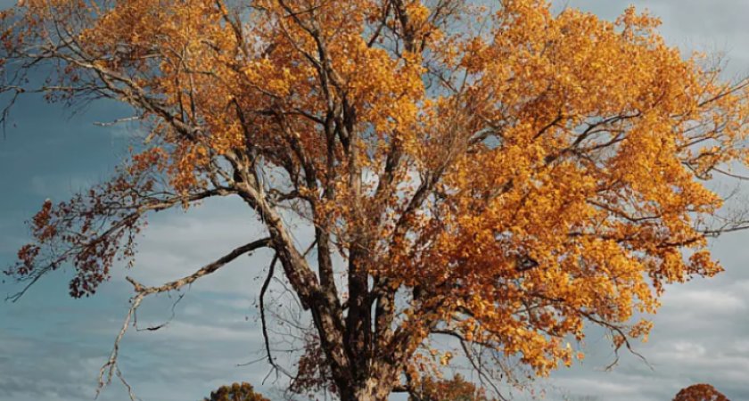 С 1 марта в России вступает в силу федеральный закон, обязывающий владельцев земельных участков бороться с этими растениями