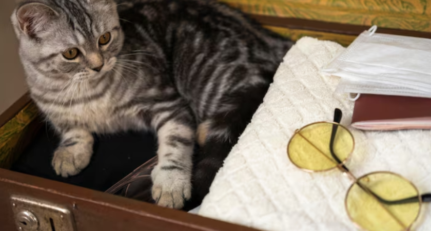 Забросить чемоданы и забыть о времени: как выглядит идеальный выходной в российском городке, где правят кошки