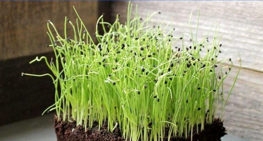 Я вырастил лук-порей толщиной с руку. Секрет не в сорте, а в дате посева