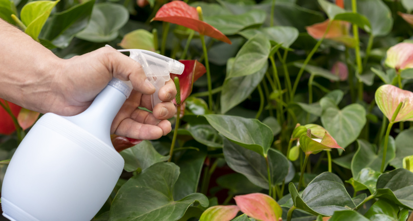 Не травите участок химией: 5 растений, которые создадут невидимый щит от клещей