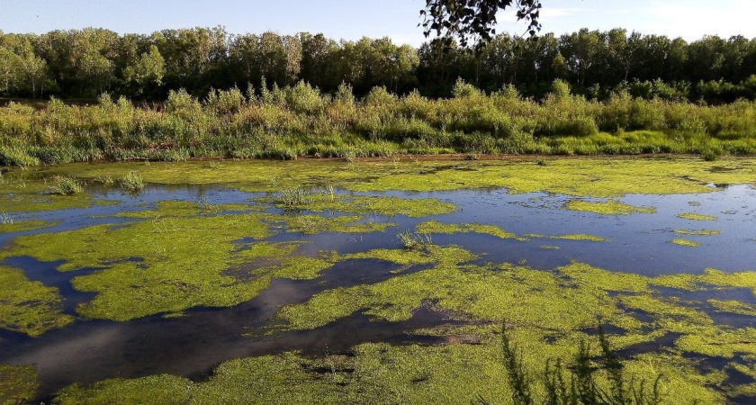 В Воронежской области за 4,7 млн рублей расчистят русло реки Тихая Сосна