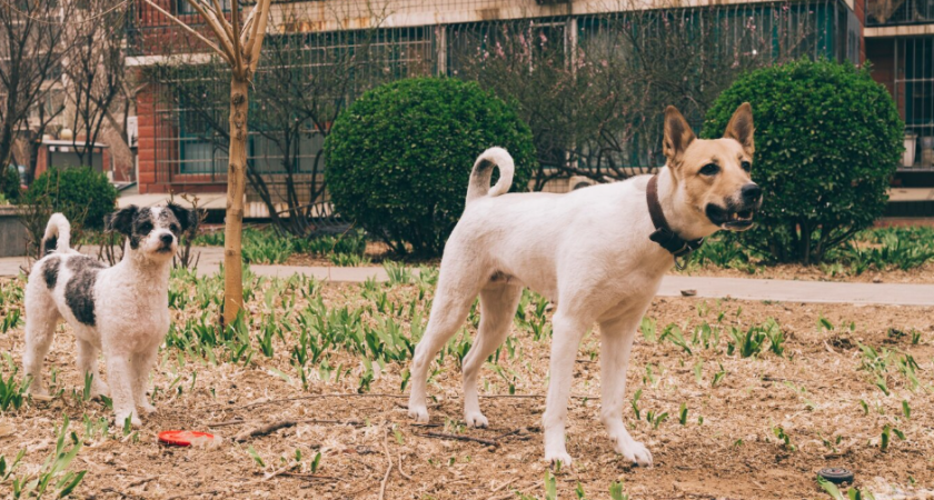 В двух районах Воронежской области введут карантин по бешенству животных