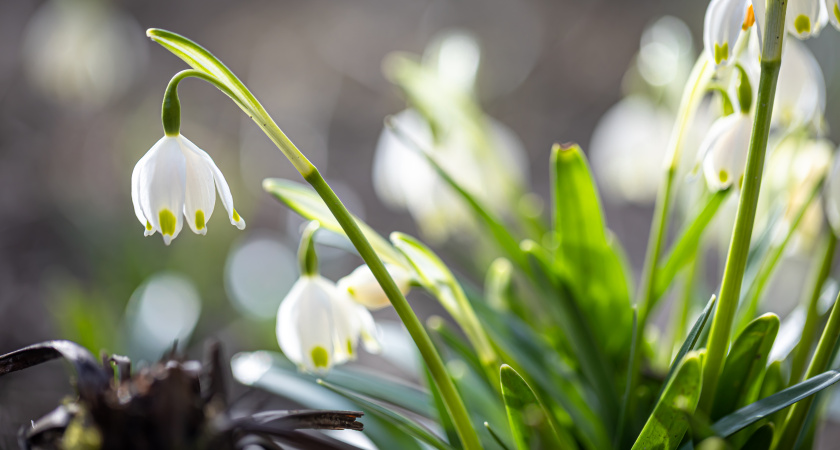 В Воронеже 1 марта распустились первые подснежники