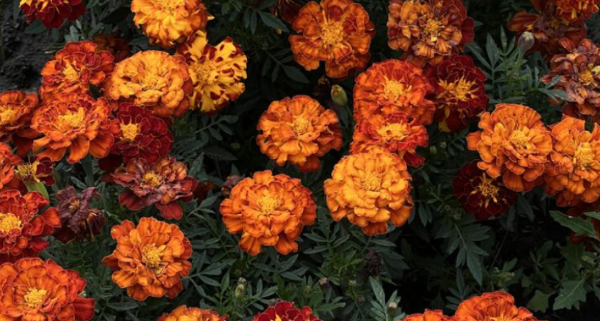 Сажала бархатцы годами, пока теплицу не съел клещ. Теперь делаю иначе