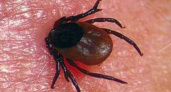 В Воронежской области клещи покусали 120 человек