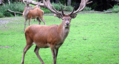 В Воронежскую область вернется благородный олень
