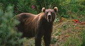 Из Смоленской области суд выслал бурого медведя в Воронежский зоосад