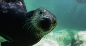 Воронежцам пока не показывают морских котиков, привезенных в океанариум с Камчатки