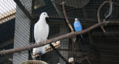 В Воронежском зоопарке попугай влюбился в голубя, а ворона  - в страуса