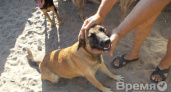 В воронежский приют, где догхантеры убивают собак, набирают секьюрити