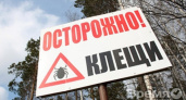 Более 700 воронежцев попали в больницу из-за укусов клещей