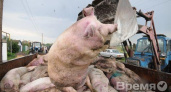 Кто подложил свиней властям региона?