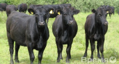 Коровы уйдут из ГК «Талекс» в «Заречное»